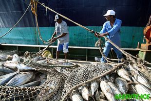 O Estado Español é un dos grandes consumidores mundiais de peixe